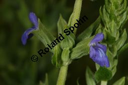 Chia-Salbei, Salvia hispanica, Lamiaceae, Salvia hispanica, Chia-Salbei, Chia, Blühend Kauf von 06329salvia_hispanicaimg_3021.jpg