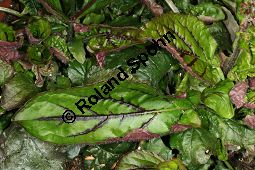 Leierförmiger Salbei 'Purple Knock-out', Salvia lyrata 'Purple Knock-out', Lamiaceae, Salvia lyrata 'Purple Knock-out', Leierförmiger Salbei 'Purple Knock-Out', Beblättert Kauf von 06332salvia_lyrata_purpleknockoutimg_3029.jpg