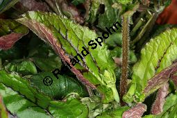 Leierförmiger Salbei 'Purple Knock-out', Salvia lyrata 'Purple Knock-out', Lamiaceae, Salvia lyrata 'Purple Knock-out', Leierförmiger Salbei 'Purple Knock-Out', Beblättert Kauf von 06332salvia_lyrata_purpleknockoutimg_3030.jpg