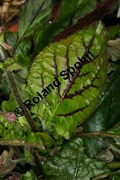 Leierförmiger Salbei 'Purple Knock-out', Salvia lyrata 'Purple Knock-out', Lamiaceae, Salvia lyrata 'Purple Knock-out', Leierförmiger Salbei 'Purple Knock-Out', Beblättert Kauf von 06332salvia_lyrata_purpleknockoutimg_3031.jpg