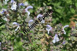 Blauer Afrika-Salbei, Salvia africana-caerulea, Lamiaceae, Salvia africana-caerulea, Blauer Afrika-Salbei, Südafrika-Salbei, Blühend Kauf von 06335salvia_africanacaeruleaimg_3041.jpg
