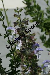 Blauer Afrika-Salbei, Salvia africana-caerulea, Lamiaceae, Salvia africana-caerulea, Blauer Afrika-Salbei, Südafrika-Salbei, Blühend Kauf von 06335salvia_africanacaeruleaimg_3042.jpg