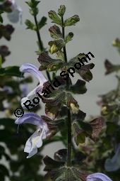 Blauer Afrika-Salbei, Salvia africana-caerulea, Lamiaceae, Salvia africana-caerulea, Blauer Afrika-Salbei, Südafrika-Salbei, Blühend Kauf von 06335salvia_africanacaeruleaimg_3044.jpg