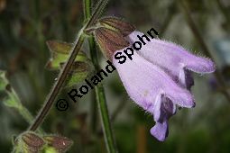 Dan Shen, Salvia przewalskii, Lamiaceae, Salvia przewalskii, Dan Shen, Blühend Kauf von 06339salvia_przewalskiiimg_3056.jpg