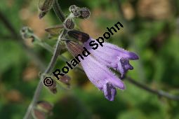 Dan Shen, Salvia przewalskii, Lamiaceae, Salvia przewalskii, Dan Shen, Blühend Kauf von 06339salvia_przewalskiiimg_3058.jpg