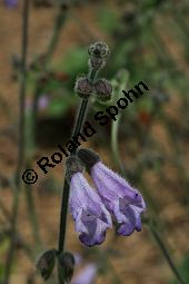 Dan Shen, Salvia przewalskii, Lamiaceae, Salvia przewalskii, Dan Shen, Blühend Kauf von 06339salvia_przewalskiiimg_3059.jpg