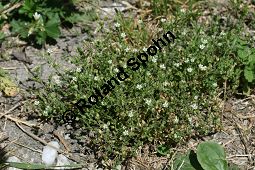 Quendelblättriges Sandkraut, Arenaria serpyllifolia Kauf von 06342arenaria_serpyllifoliaimg_8310.jpg
