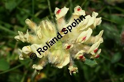 Walliser Wundklee, Anthyllis vulneraria ssp. valesiaca, Fabaceae, Anthyllis vulneraria ssp. valesiaca, Walliser Wundklee, Cherlers Wundklee, Blühend Kauf von 06344_anthyllis_vulneraria_valesiaca_img_9520.jpg