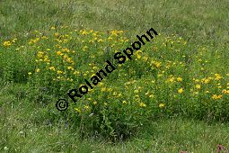 Geflecktes Johanniskraut, Hypericum maculatum, Hypericum quadrangulum Kauf von 06345hypericum_maculatum_maculatumimg_3351.jpg