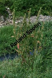 Glanz-Melde, Atriplex sagittata, Chenopodiaceae, Atriplex sagittata, Atriplex nitens, Atriplex acuminata, Glanz-Melde, Habitus fruchtend Kauf von 06347atriplex_sagittataimg_4293.jpg