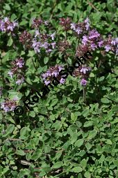 Längstängeliger Thymian, Thymus longicaulis, Lamiaceae, Thymus longicaulis, Langstängeliger Thymian, Blühend Kauf von 06349thymus_longicaulisimg_3438.jpg