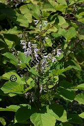 Ähriger Wandelklee, Desmodium elegans, Fabaceae, Desmodium elegans, Desmodium tiliifolium, Ähriger Wandelklee, Lindenblättriger Wandelklee, Blühend und fruchtend Kauf von 06355desmodium_elegansimg_3835.jpg