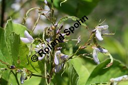 Ähriger Wandelklee, Desmodium elegans, Fabaceae, Desmodium elegans, Desmodium tiliifolium, Ähriger Wandelklee, Lindenblättriger Wandelklee, Blühend und fruchtend Kauf von 06355desmodium_elegansimg_3836.jpg