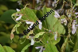 Ähriger Wandelklee, Desmodium elegans, Fabaceae, Desmodium elegans, Desmodium tiliifolium, Ähriger Wandelklee, Lindenblättriger Wandelklee, Blühend und fruchtend Kauf von 06355desmodium_elegansimg_3837.jpg