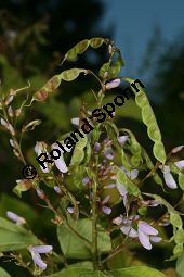 Ähriger Wandelklee, Desmodium elegans, Fabaceae, Desmodium elegans, Desmodium tiliifolium, Ähriger Wandelklee, Lindenblättriger Wandelklee, Blühend und fruchtend Kauf von 06355desmodium_elegansimg_3838.jpg