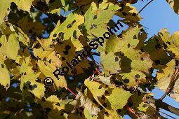 Ahornrunzelschorf, Rhytisma acerinum auf Berg-Ahorn, Rhytisma acerinum, Ahornrunzelschorf, Teerfleckenkrankheit, Blatt mit Teerfleckenkrankheit, Ahornrunzelschorf, Blätter von Berg-Ahorn, Acer pseudoplatanus, mit Teerflecken durch den Ahornrunzelschorf Kauf von 06356rhytisma_acerinumimg_4622.jpg