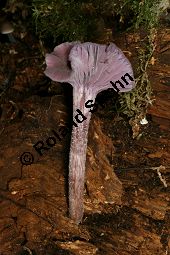 Violetter Lacktrichterling, Laccaria amethystina, Basidiomyceten, Laccaria amethystina, Violetter Lacktrichterling, Fruchtkörper Kauf von 06358laccaria_amethystinaimg_4031.jpg