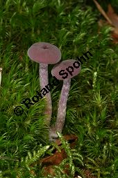 Violetter Lacktrichterling, Laccaria amethystina, Basidiomyceten, Laccaria amethystina, Violetter Lacktrichterling, Fruchtkörper Kauf von 06358laccaria_amethystinaimg_4082.jpg
