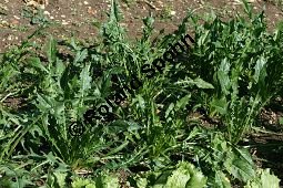 Blattzichorie, Cichorium intybus var. foliosum, Cichoriaceae, Cichorium intybus var. foliosum, Blattzichorie, Salatzichorie, Catalogna, Habitus beblättert Kauf von 06360cichorium_intybus_foliosumimg_4198.jpg