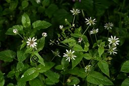 Wasserdarm, Stellaria aquatica, Caryophyllaceae, Stellaria aquatica, Myosoton aquaticum, Wasserdarm, Wassermiere, Habitat Kauf von 06362stellaria_aquaticaimg_4242.jpg