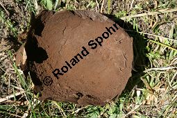 Handkea_utriformis, Basidiomyceten, Handkea utriformis, Calvatia utriformis, Hasen-Stäubling, Hasen-Bovist, Fruchtkörper, alter, aufgeplatzter Fruchtkörper Kauf von 06365handkea_utriformisimg_4468.jpg