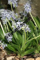 Zungenblättriger Blaustern, Scilla lingulata var. cilliata, Liliaceae/Hyacinthaceae, Scilla lingulata var. cilliata, Zungenblättriger Blaustern, Habitus blühend Kauf von 06366scilla_lingulata_cilliataimg_4497.jpg