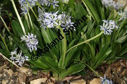 Zungenblättriger Blaustern, Scilla lingulata var. cilliata, Liliaceae/Hyacinthaceae, Scilla lingulata var. cilliata, Zungenblättriger Blaustern, Habitus blühend Kauf von 06366scilla_lingulata_cilliataimg_4498.jpg