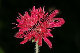 Mazedonische Witwenblume, Knautia macedonica, Dipsacaceae, Knautia macedonica, Mazedonische Witwenblume, Blütenkopf Kauf von 06368knautia_macedonicaimg_4552.jpg