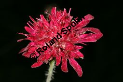 Mazedonische Witwenblume, Knautia macedonica, Dipsacaceae, Knautia macedonica, Mazedonische Witwenblume, Blütenkopf Kauf von 06368knautia_macedonicaimg_4553.jpg