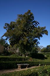 Wulstiger Känguruhbaum, Wulstiger Keulenbaum, Casuarinaceae, Casuarina torulosa, Wulstiger Känguruhbaum, Wulstiger Keulenbaum, Wulstige Kasuarine, Habitus Kauf von 06373casuarina_torulosaimg_4775.jpg