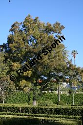 Wulstiger Känguruhbaum, Wulstiger Keulenbaum, Casuarinaceae, Casuarina torulosa, Wulstiger Känguruhbaum, Wulstiger Keulenbaum, Wulstige Kasuarine, Habitus Kauf von 06373casuarina_torulosaimg_4785.jpg