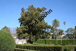 Wulstiger Känguruhbaum, Wulstiger Keulenbaum, Casuarinaceae, Casuarina torulosa, Wulstiger Känguruhbaum, Wulstiger Keulenbaum, Wulstige Kasuarine, Habitus Kauf von 06373casuarina_torulosaimg_4786.jpg