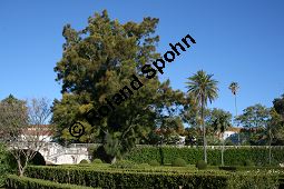 Wulstiger Känguruhbaum, Wulstiger Keulenbaum, Casuarinaceae, Casuarina torulosa, Wulstiger Känguruhbaum, Wulstiger Keulenbaum, Wulstige Kasuarine, Habitus Kauf von 06373casuarina_torulosaimg_4787.jpg