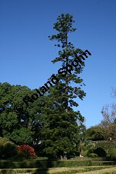 Cunninghams Araukarie, Araucaria cunninghamii, Araucariaceae, Araucaria cunninghamii, Cunninghams Araukaria, Zweig mit Nadeln Kauf von 06374araucaria_cunninghamiiimg_4776.jpg