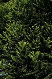 Cunninghams Araukarie, Araucaria cunninghamii, Araucariaceae, Araucaria cunninghamii, Cunninghams Araukaria, Zweig mit Nadeln Kauf von 06374araucaria_cunninghamiiimg_4777.jpg