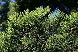 Cunninghams Araukarie, Araucaria cunninghamii, Araucariaceae, Araucaria cunninghamii, Cunninghams Araukaria, Zweig mit Nadeln Kauf von 06374araucaria_cunninghamiiimg_4778.jpg