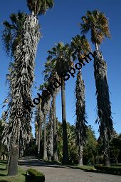 Starke Washingtonie, Washingtonia robusta, Palmae, Washingtonia robusta, Washingtonia sonorae, Washingtonia filifera var. robusta, Starke Washingtonie, Blühend Kauf von 06377washingtonia_robusta_filiferaimg_4929.jpg