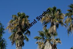 Starke Washingtonie, Washingtonia robusta, Palmae, Washingtonia robusta, Washingtonia sonorae, Washingtonia filifera var. robusta, Starke Washingtonie, Blühend Kauf von 06377washingtonia_robustaimg_4849.jpg