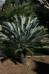 Lehmanns Brotpalmfarn, Encephalartos lehmannii, Cycadaceae/Zamiaceae, Encephalartos lehmannii, Lehmanns Brotpalmfarn, Habitus Kauf von 06378encephalartos_lehmanniiimg_4850.jpg