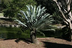 Lehmanns Brotpalmfarn, Encephalartos lehmannii, Cycadaceae/Zamiaceae, Encephalartos lehmannii, Lehmanns Brotpalmfarn, Habitus Kauf von 06378encephalartos_lehmanniiimg_4851.jpg