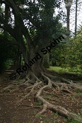 Großblättriger Feigenbaum, Ficus macrophylla, Moraceae, Ficus macrophylla, Großblättriger Feigenbaum, Blühend Kauf von 06382_ficus_macrophylla_img_1939.jpg