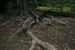 Großblättriger Feigenbaum, Ficus macrophylla, Moraceae, Ficus macrophylla, Großblättriger Feigenbaum, Blühend Kauf von 06382_ficus_macrophylla_img_1940.jpg