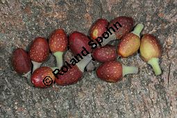 Großblättriger Feigenbaum, Ficus macrophylla, Moraceae, Ficus macrophylla, Großblättriger Feigenbaum, Blühend Kauf von 06382_ficus_macrophylla_img_1941.jpg