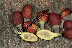 Großblättriger Feigenbaum, Ficus macrophylla, Moraceae, Ficus macrophylla, Großblättriger Feigenbaum, Blühend Kauf von 06382_ficus_macrophylla_img_1943.jpg