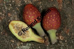 Großblättriger Feigenbaum, Ficus macrophylla, Moraceae, Ficus macrophylla, Großblättriger Feigenbaum, Blühend Kauf von 06382_ficus_macrophylla_img_1944.jpg