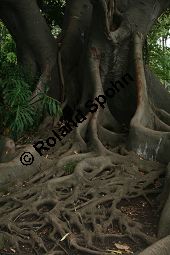 Großblättriger Feigenbaum, Ficus macrophylla, Moraceae, Ficus macrophylla, Großblättriger Feigenbaum, Blühend Kauf von 06382_ficus_macrophylla_img_1959.jpg