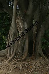 Großblättriger Feigenbaum, Ficus macrophylla, Moraceae, Ficus macrophylla, Großblättriger Feigenbaum, Blühend Kauf von 06382_ficus_macrophylla_img_1960.jpg