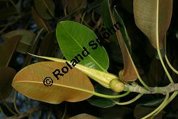 Großblättriger Feigenbaum, Ficus macrophylla, Moraceae, Ficus macrophylla, Großblättriger Feigenbaum, Blühend Kauf von 06382_ficus_macrophylla_img_1962.jpg