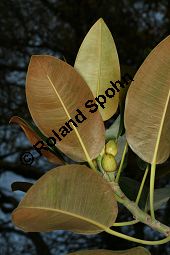 Großblättriger Feigenbaum, Ficus macrophylla, Moraceae, Ficus macrophylla, Großblättriger Feigenbaum, Blühend Kauf von 06382_ficus_macrophylla_img_1963.jpg