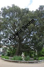 Großblättriger Feigenbaum, Ficus macrophylla, Moraceae, Ficus macrophylla, Großblättriger Feigenbaum, Blühend Kauf von 06382_ficus_macrophylla_img_2125.jpg